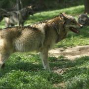 Loup Gris ou Loup d'Europe ( Canis lupus lupus )