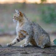 Chat Forestier ou C.Sylvestre ou C.Sauvage d'Europe ( Felis silvestris silvestris )