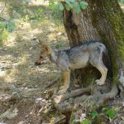 Loup D’Europe ( Canis lupus lupus )