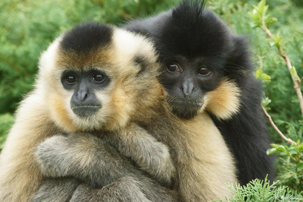Gibbon à Favoris Roux ( Hylobates concolor gabriellae )