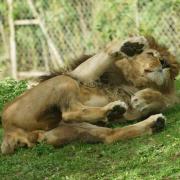 Lion ( Panthera leo )