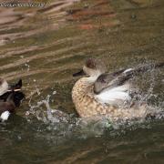 Canard Huppé de Patagonie ( Lophonetta specularioides )