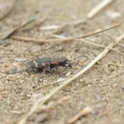 Cicindèle Intermédiare ( Cicindela hybrida )