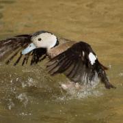 Sarcelle à Collier Noir ( Callonetta leucophrys )