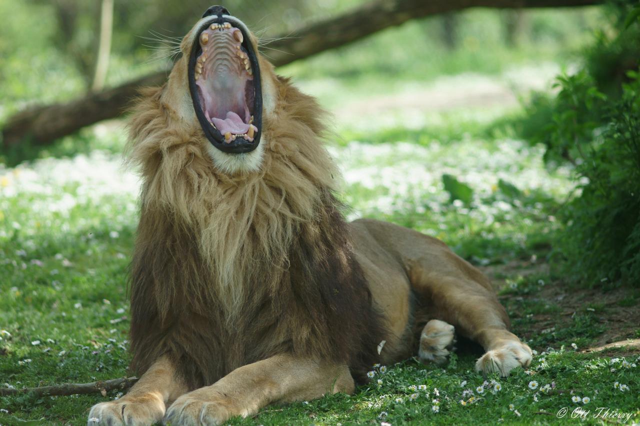Lion ( Panthera leo )