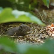 Campagnol Agreste ( Microtus agrestis )