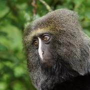 Cercopithèque à Tête de Hibou ( Cercopithecus hamlyni )