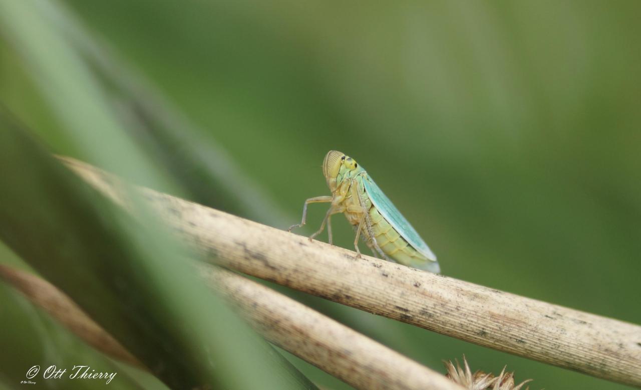 Cicadelle Verte ( Cicadella viridis )