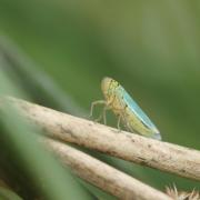 Cicadelle Verte ( Cicadella viridis )