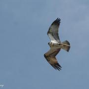 Balbuzard Pêcheur  ( Pandion haliaetus )