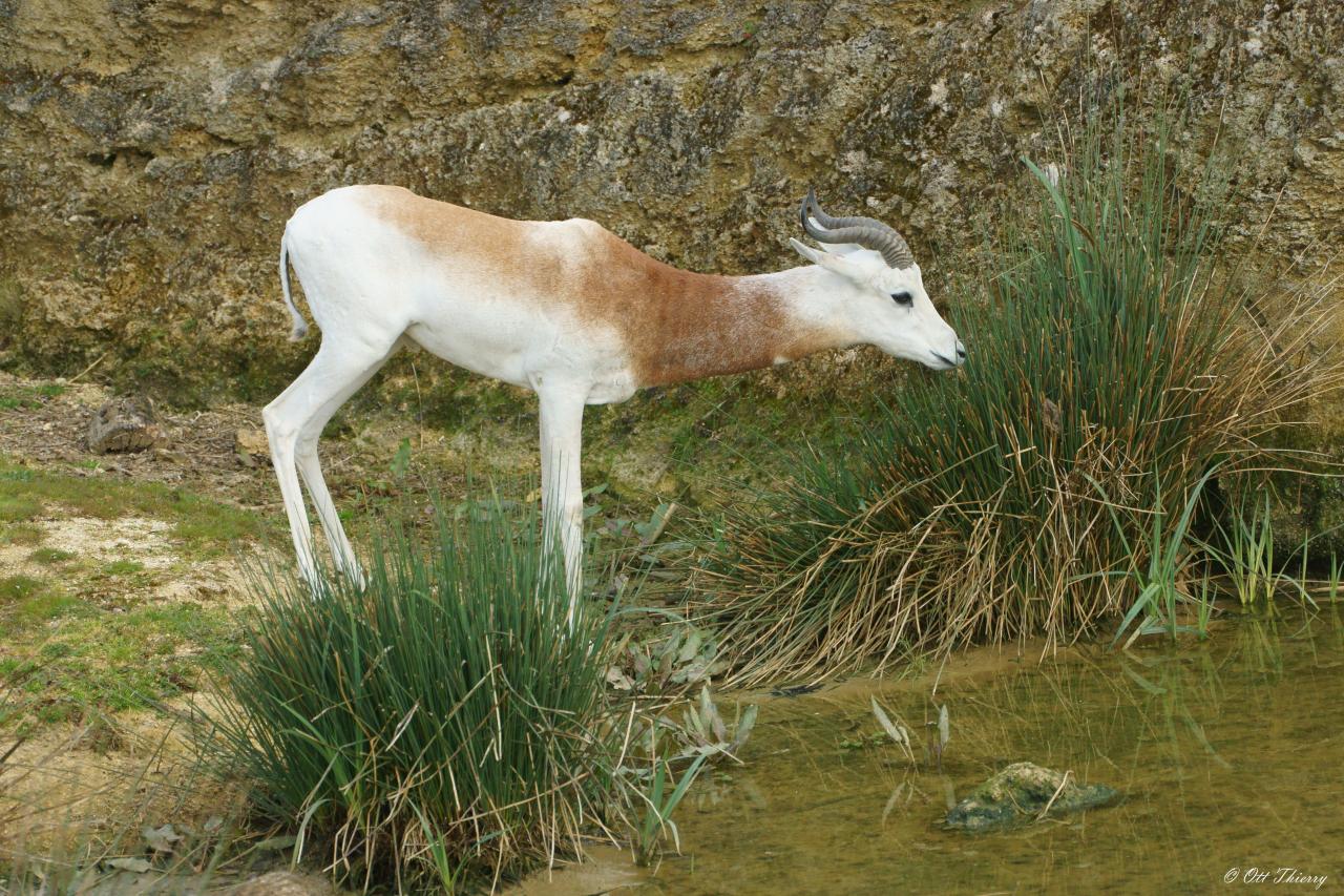 Gazelle Dama ( Gazella dama ou Nanger dama )
