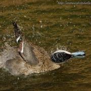 Sarcelle de la Puna ( Anas versicolor puna )