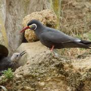 Sterne Inca ( Larosterna inca )