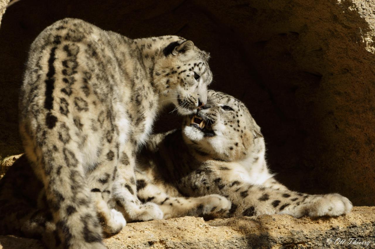 Panthère des Neiges ou Once ( Panthera Uncia )