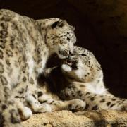 Panthère des Neiges ou Once ( Panthera Uncia )