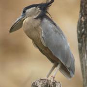 Savacou Huppé ( Cochlearius cochlearius )