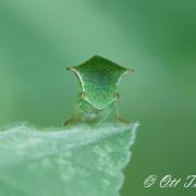Membracide-Bison ( Ceresa bubalus ou Strictocephala bisonia )