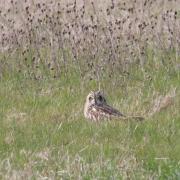 Hibou des Marais ou H. Brachyote ( Asio flammeus )