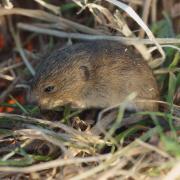 Campagnol Agreste ( Microtus agrestis )