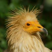 Vautour Percnoptère d'Egypte ( Neophron percnopterus )