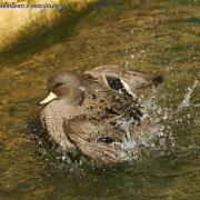 Sarcelle Tachetée du Chili ( Cerceta barcina )