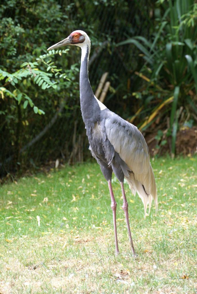 Grue à Cou Blanc ( Grus vipio )