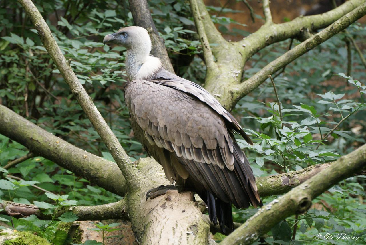 Vautour Fauve ( Gyps fulvus )