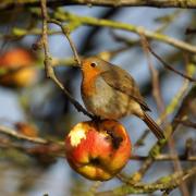 Rouge-Gorge ( Erithacus rubecula )