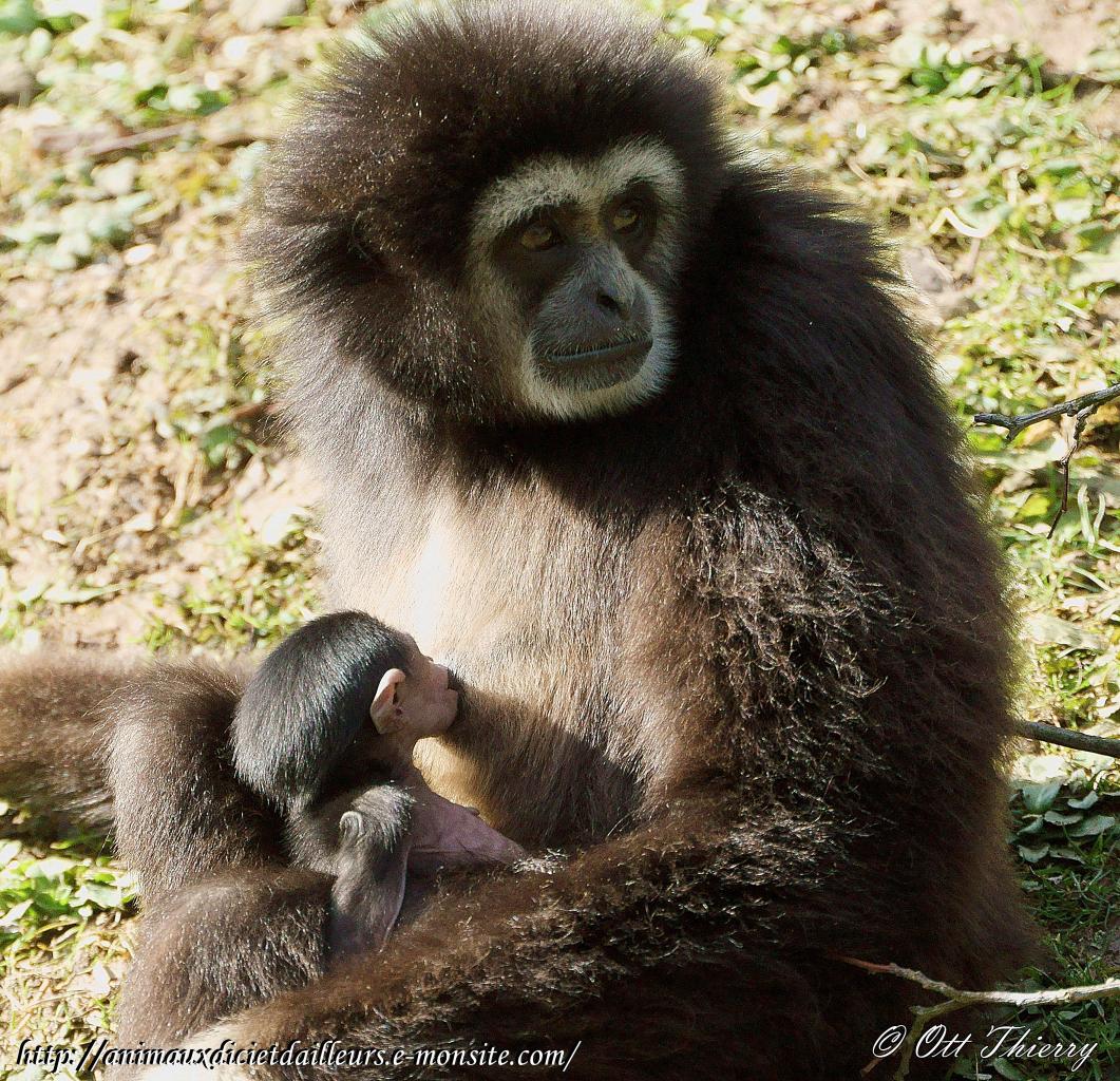Gibbon à Mains Blanches ( Hylobates lar )