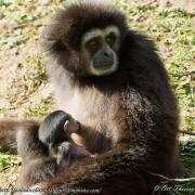 Gibbon à Mains Blanches ( Hylobates lar )