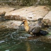 Ibis à Face Noire ( Theristicus melanopis )