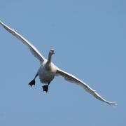 Cygne Tuberculé ( Cygnus olor )