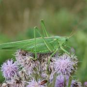 Grande Sauterelle Verte ( Tettigonia virissima )