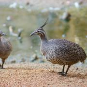 Tinamou Huppé ou T. Elégant ( Eudromia elegans )