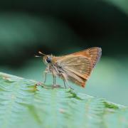 Hespérie du Dactyle ( Thymelicus lineola )