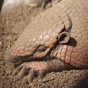 Tatou à Six Bandes ( Euphractus sexcinctus )