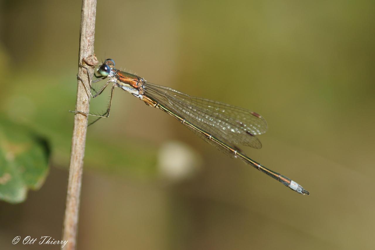 Leste Verdoyant ( Lestes virens )