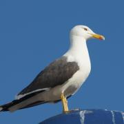 Goéland Brun ( Larus fuscus)