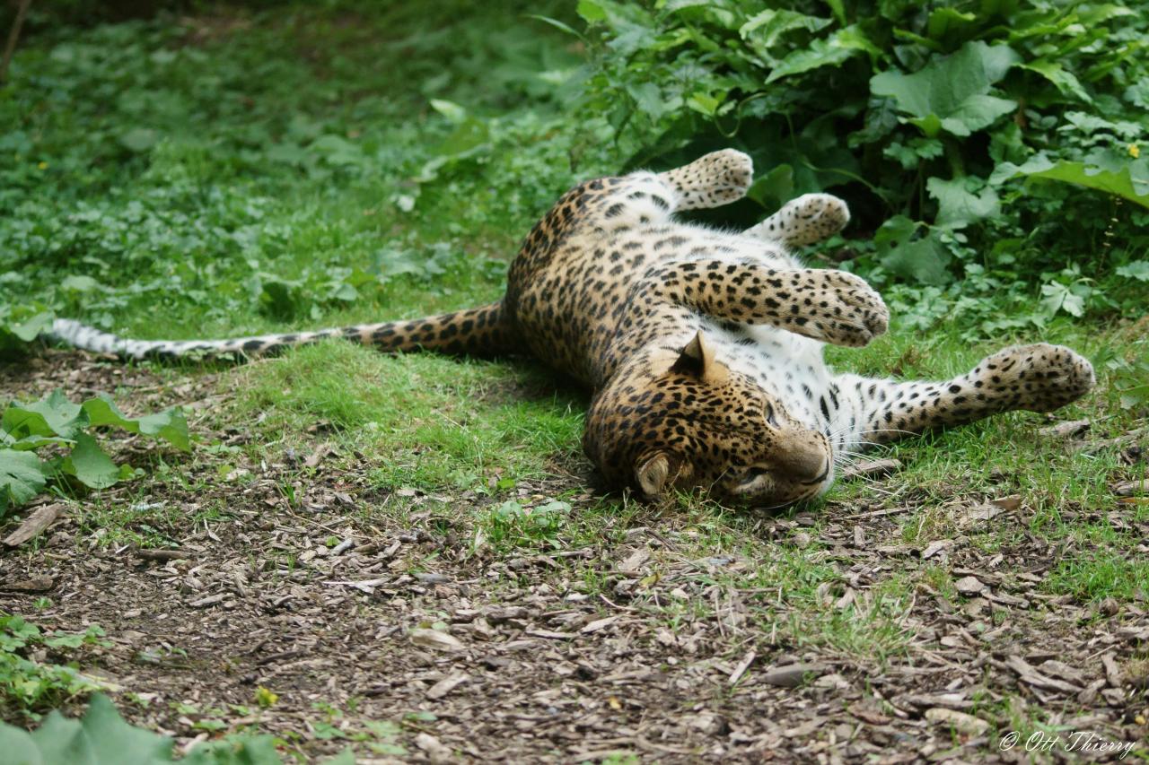 Léopard de Ceylan ou Léopard du Sri Lanka ( Panthera pardus kotiya )