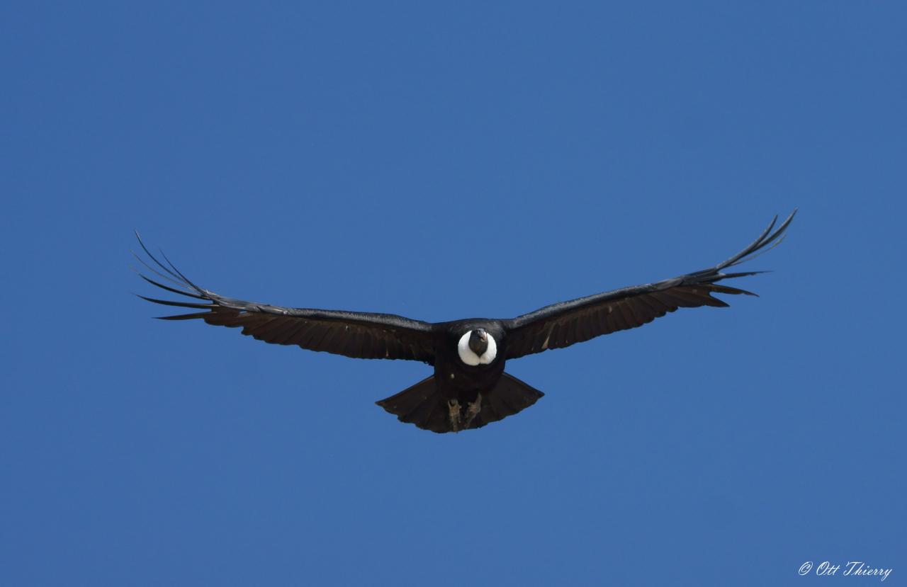 Condor des Andes ( Vultur gryphus )