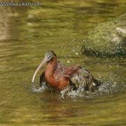 Ibis Falcinelle ( Plegadis falcinellus )
