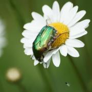 Cétoine Dorée ( Cetonia aurata )