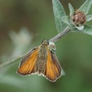 Hespérie du Dactyle (Thymelicus lineola )