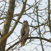 Hibou des Marais ou H. Brachyote ( Asio flammeus )