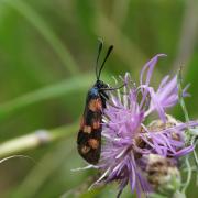 Zygène de la Filipendule ou Z. de la Spirée ( Zygaena filipendulae )