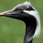 Grue Demoiselle de Numidie ( Anthropoïdes virgo )