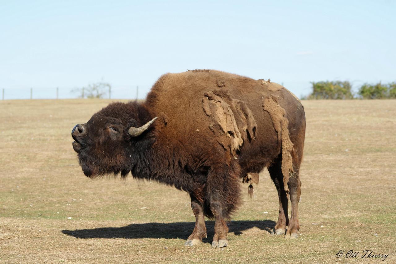 Bison d’Amérique ( Bison bison )