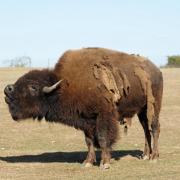 Bison d’Amérique ( Bison bison )