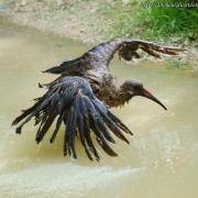 Ibis Hagedash ( Bostrychia hagedash )