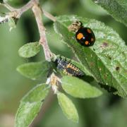 Coccinelle à Deux Points ( Adalia bipunctata )
